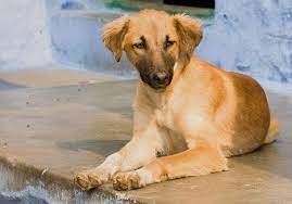 Indian Breed